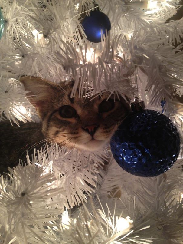 A Christmas Tree Ornament
