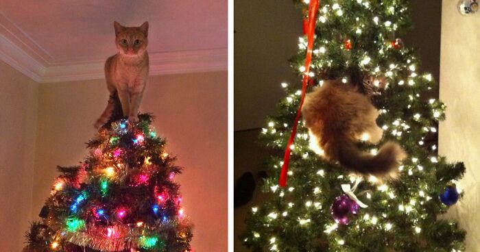 50 Cats Helping Decorate Christmas Trees | Bored Panda