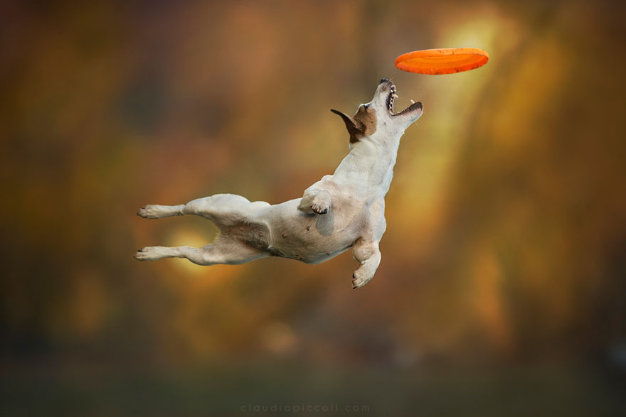 Dogs Can Fly