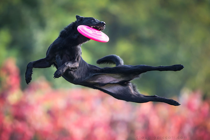 Dogs Can Fly
