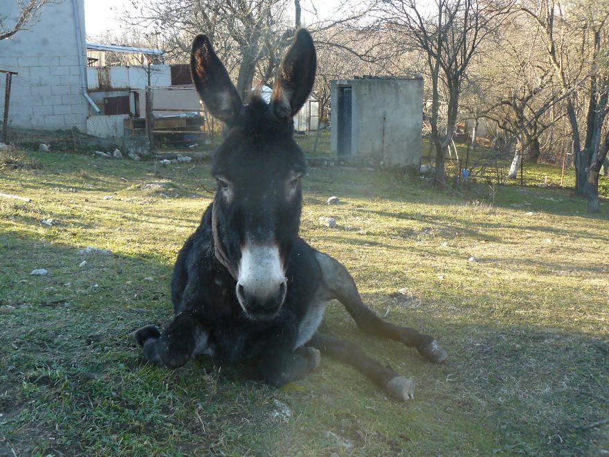 Donkey Duo Saved From Being Turned Into Sausages On Christmas