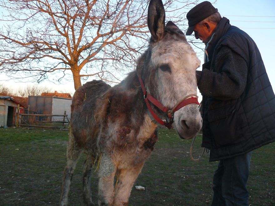 Donkey Duo Saved From Being Turned Into Sausages On Christmas