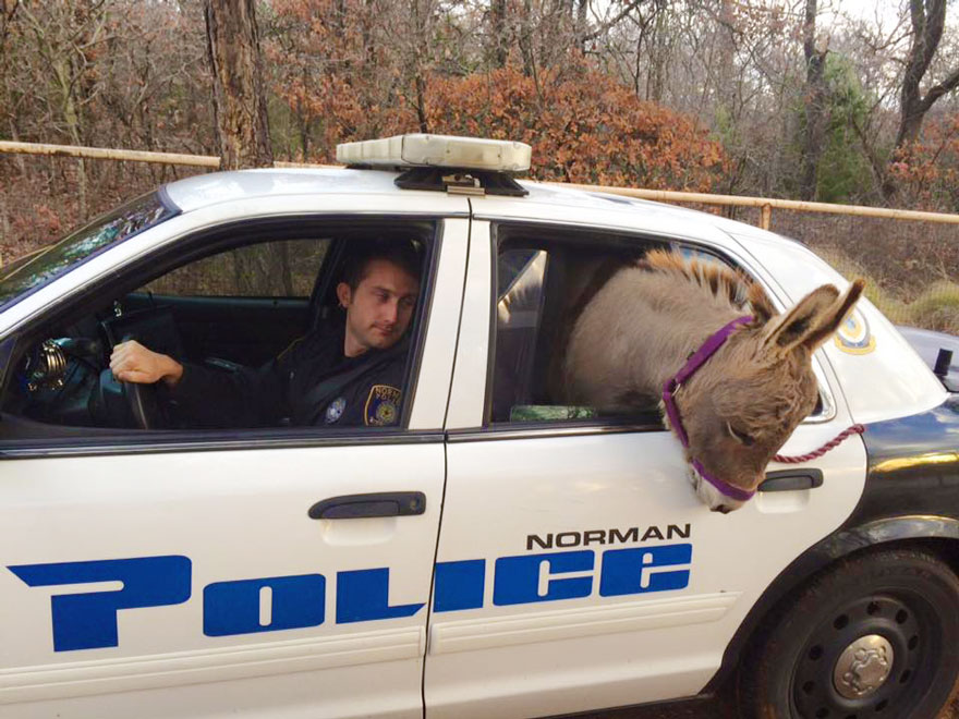 donkey-rides-cop-car-police-officer-kyle-canaan-1
