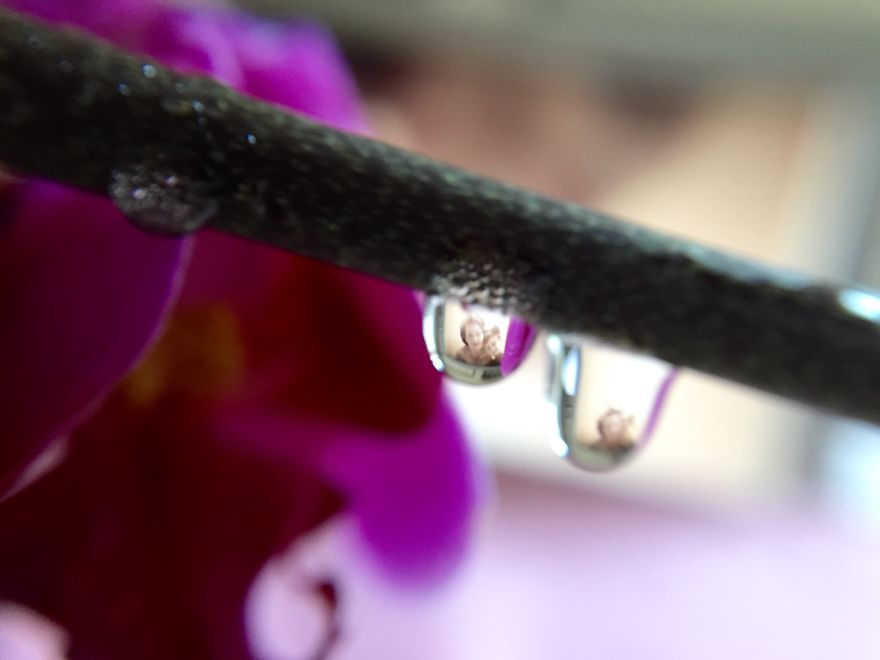 Drops Of Memories: I Capture Memories In Water Droplets