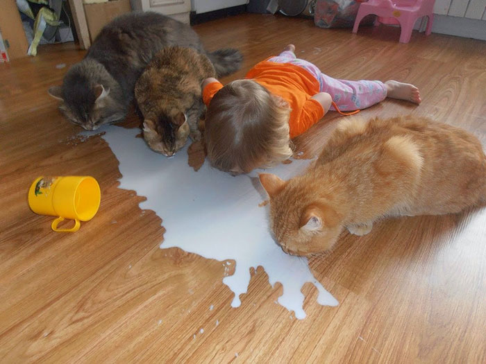 Cats Drinking Milk