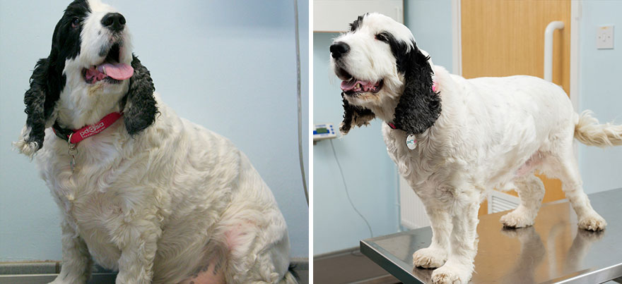 Pet Fitness Club Helps Obese Animals Lose Weight - See Their Amazing Transformations