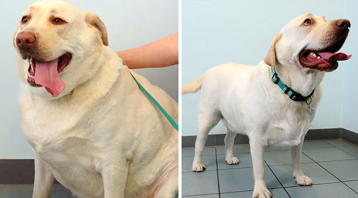 Pet Fitness Club Helps Obese Animals Lose Weight – See Their Amazing Transformations