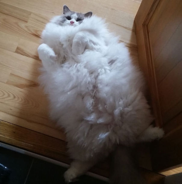 Fluffy Cat