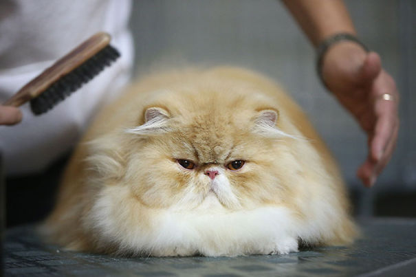 Fluffy Cat