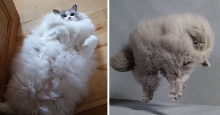 extremely fluffy cat