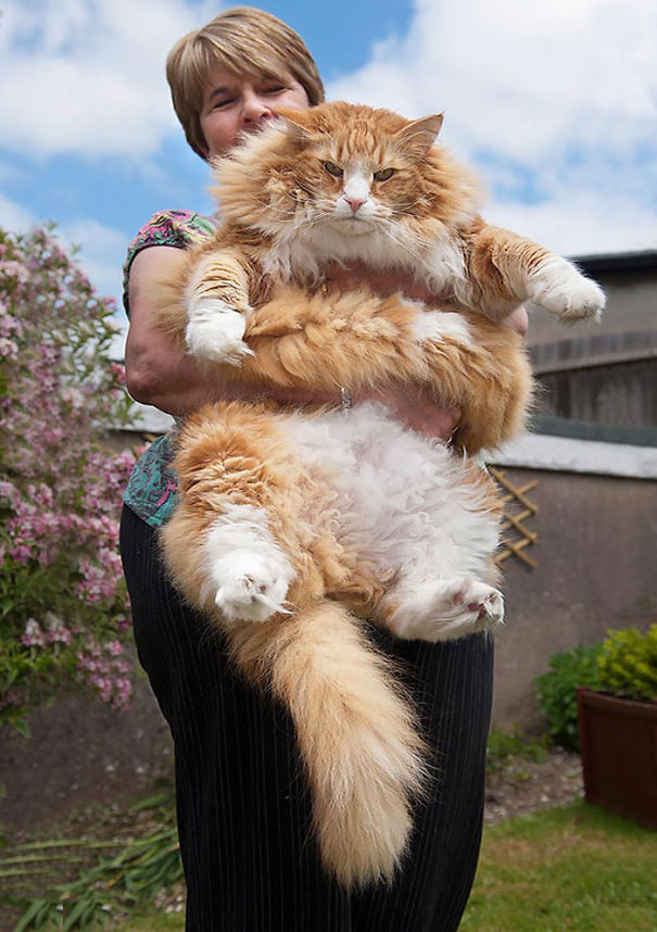 Big Furry Cats