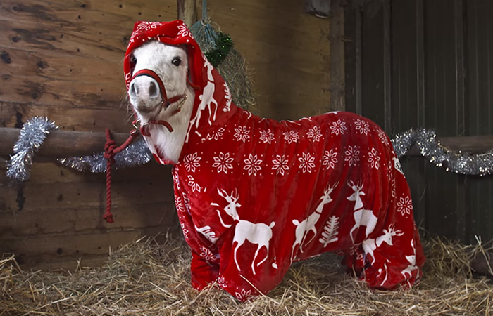 Foursie: New Festive Onesie For Ponies To Keep Them Warm