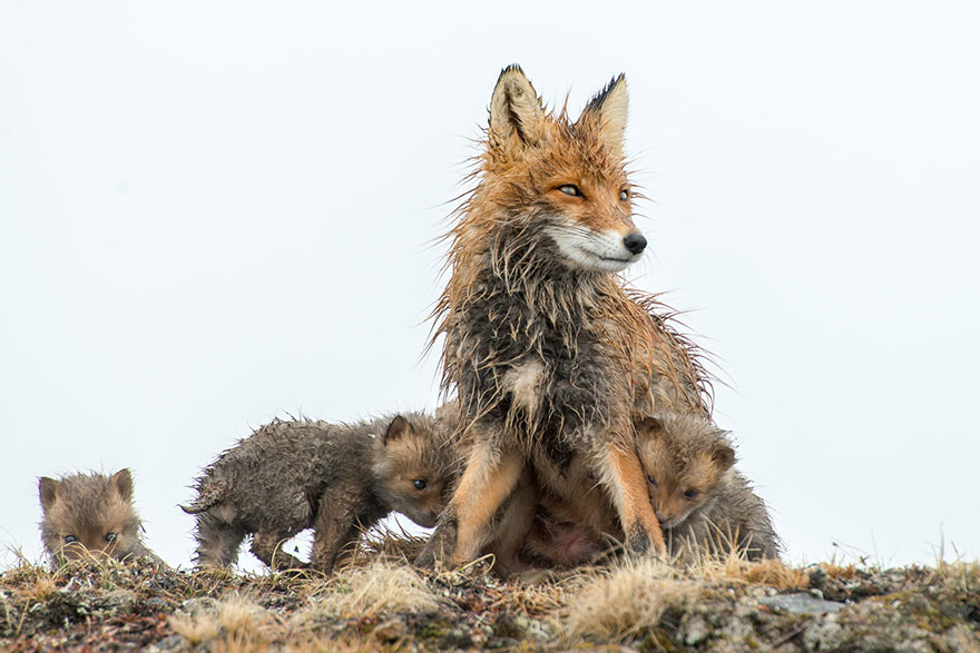 Russian Miner Spends His Breaks Photographing Foxes In The Arctic Circle (Part 2)