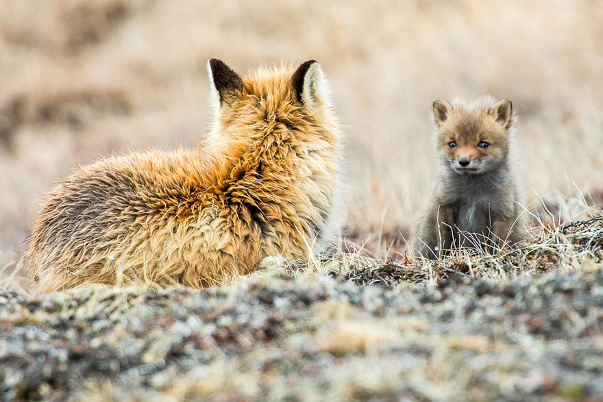 Russian Miner Spends His Breaks Photographing Foxes In The Arctic Circle (Part 2)