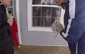 frozen-kitten-rescued-adopted-bingham-family-lazarus-gif-13