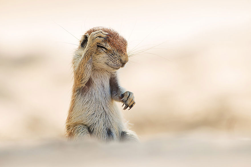 13 Funny Winners Of The 2015 Comedy Wildlife Photography Awards | Bored  Panda