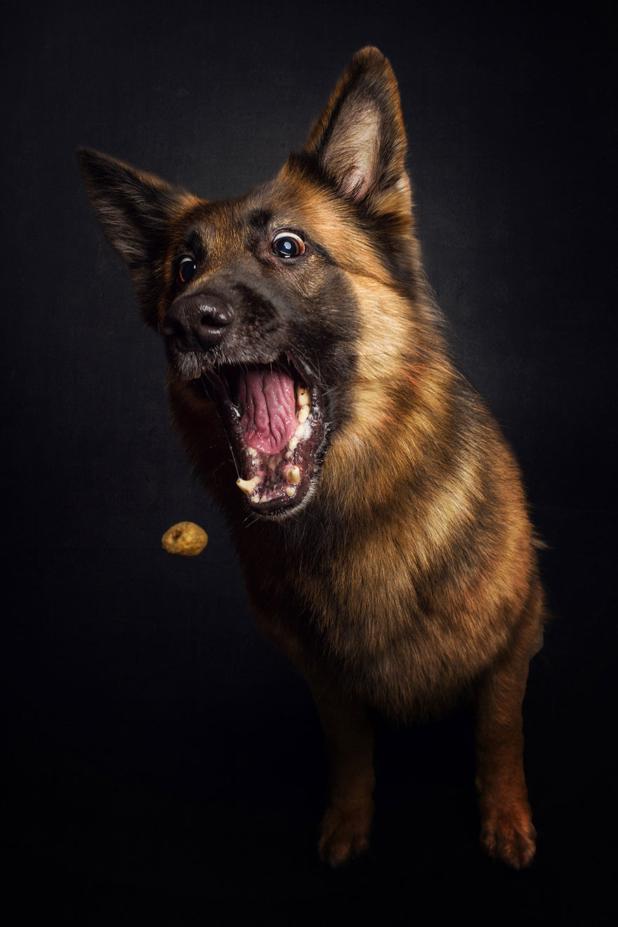 Photographer Captures Hungry Dogs' Hilarious Expressions When They Catch Treats