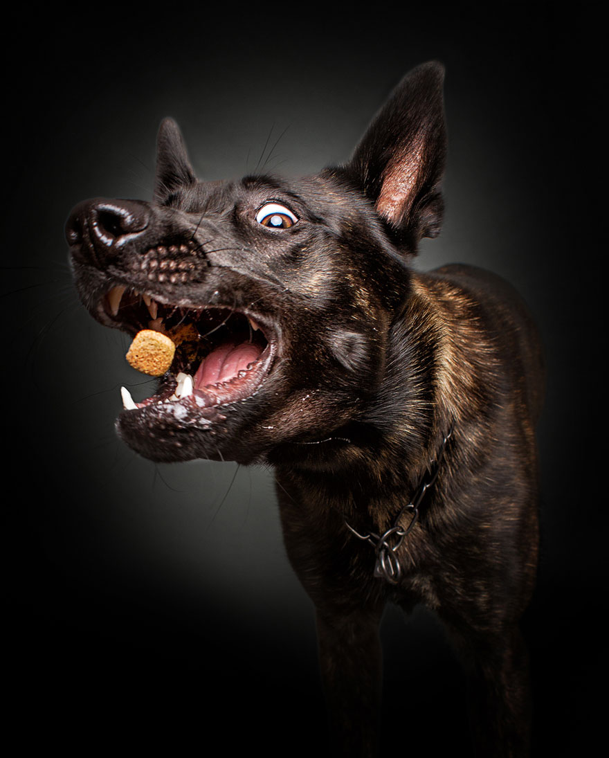 Photographer Captures Hungry Dogs' Hilarious Expressions When They Catch Treats