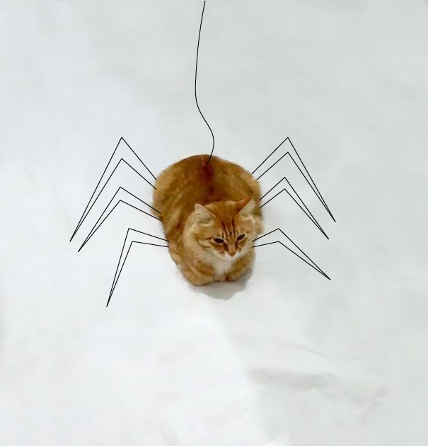 Spider Cat
