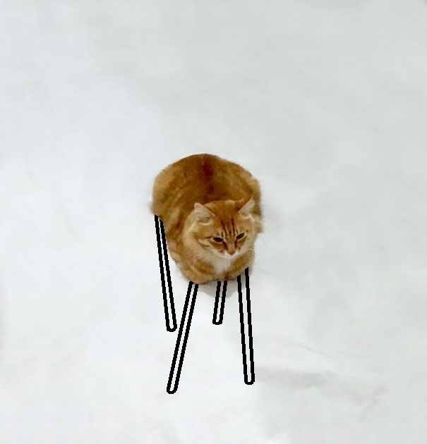 Stilt Cat