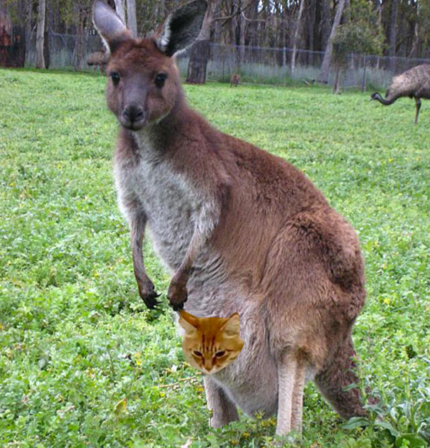 Kangaroocat