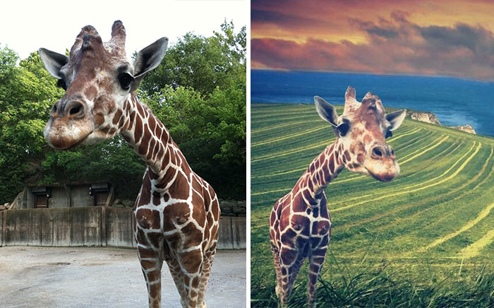 Help This Giraffe Leave The Zoo & Visit Places Around Your Home