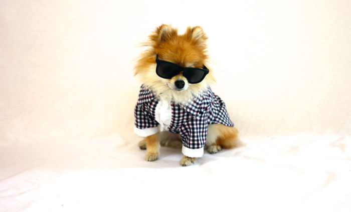 Half Pomeranian / Half Fox Tries To Find His Place In The World Using His Adorable Outfits