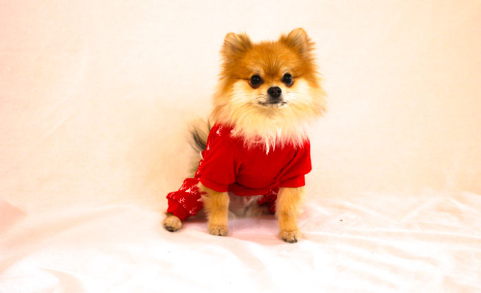 Half Pomeranian / Half Fox Tries To Find His Place In The World Using His Adorable Outfits