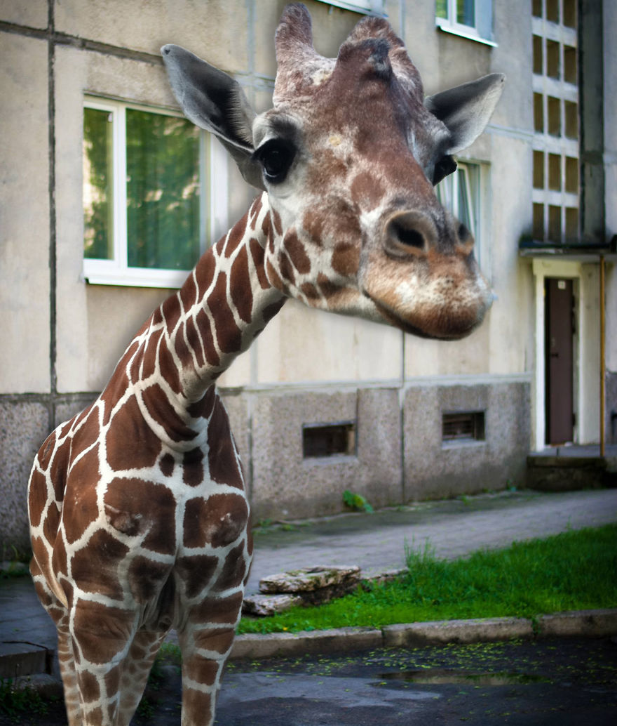 Giraffe Visiting My Yard