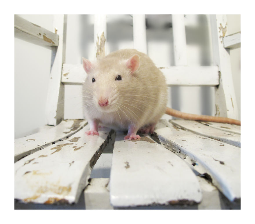 I Am A Visual Artist Who Photographs Poetic Old Objects And My Five Pet Rats / Assistants. I Am A Visual Artist Who Photographs Poetic Old Objects And My Five Pet Rats / Assistants.