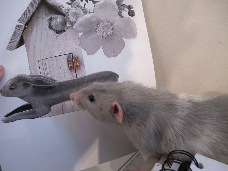 I Am A Visual Artist Who Photographs Poetic Old Objects And My Five Pet Rats / Assistants. I Am A Visual Artist Who Photographs Poetic Old Objects And My Five Pet Rats / Assistants.