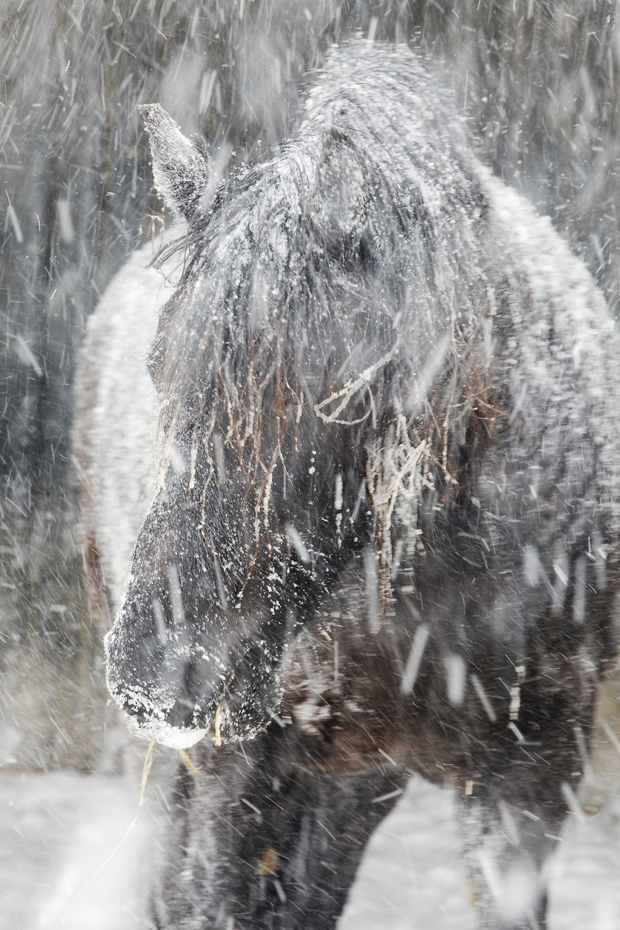 I Photograph Beautiful Friesian Horses All Year Long