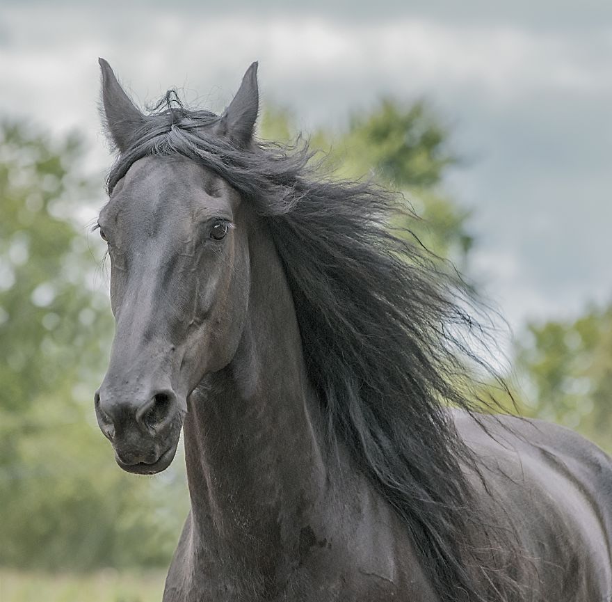 I Photograph Beautiful Friesian Horses All Year Long