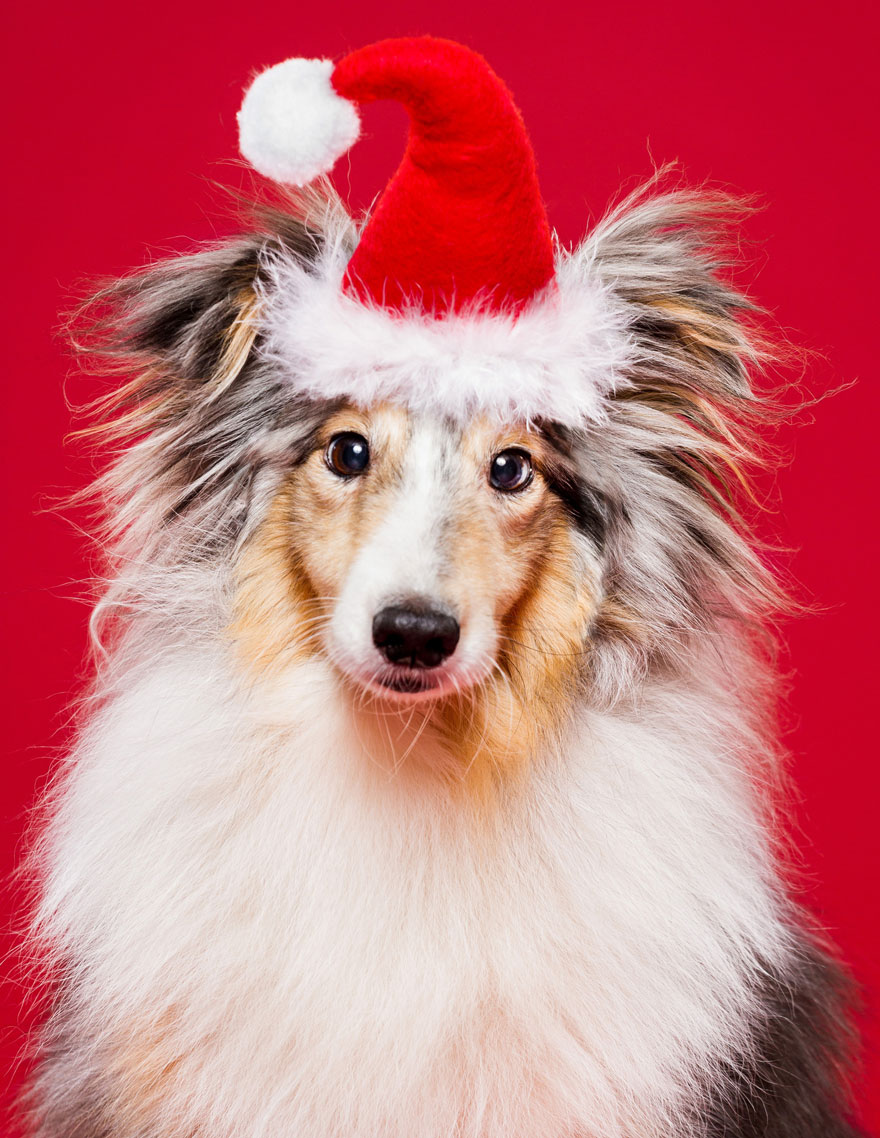 I Took Christmas-Themed Dog Portraits To Wish You Happy Holidays
