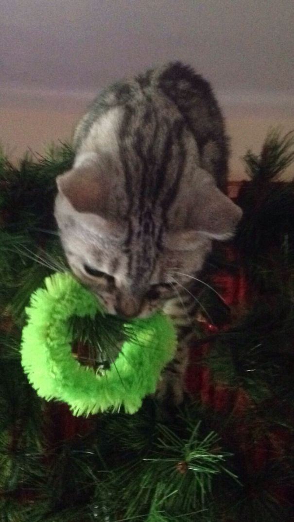 She Decided To Decorate The Tree With Her Toys That She Turned Into Ornaments.