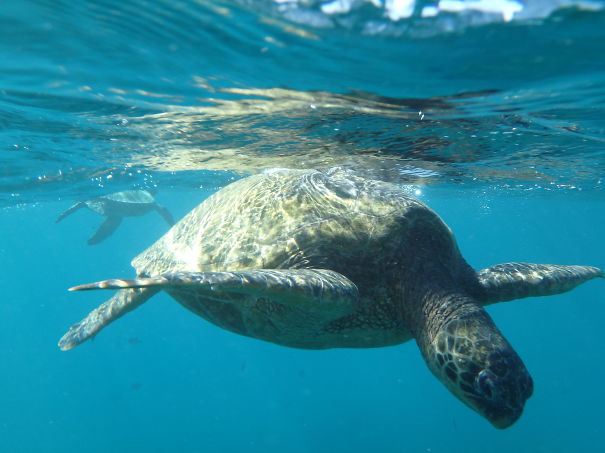 Diving Sea Turtle