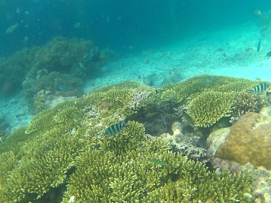 Under Water Raja Ampat, Indonesia