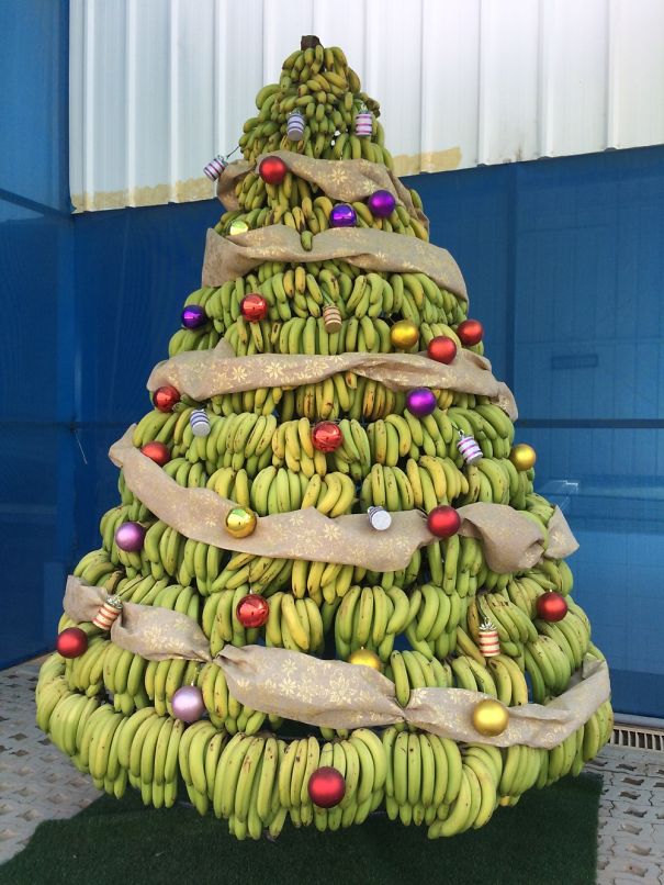 Organic Banana Tree - Fda Piura