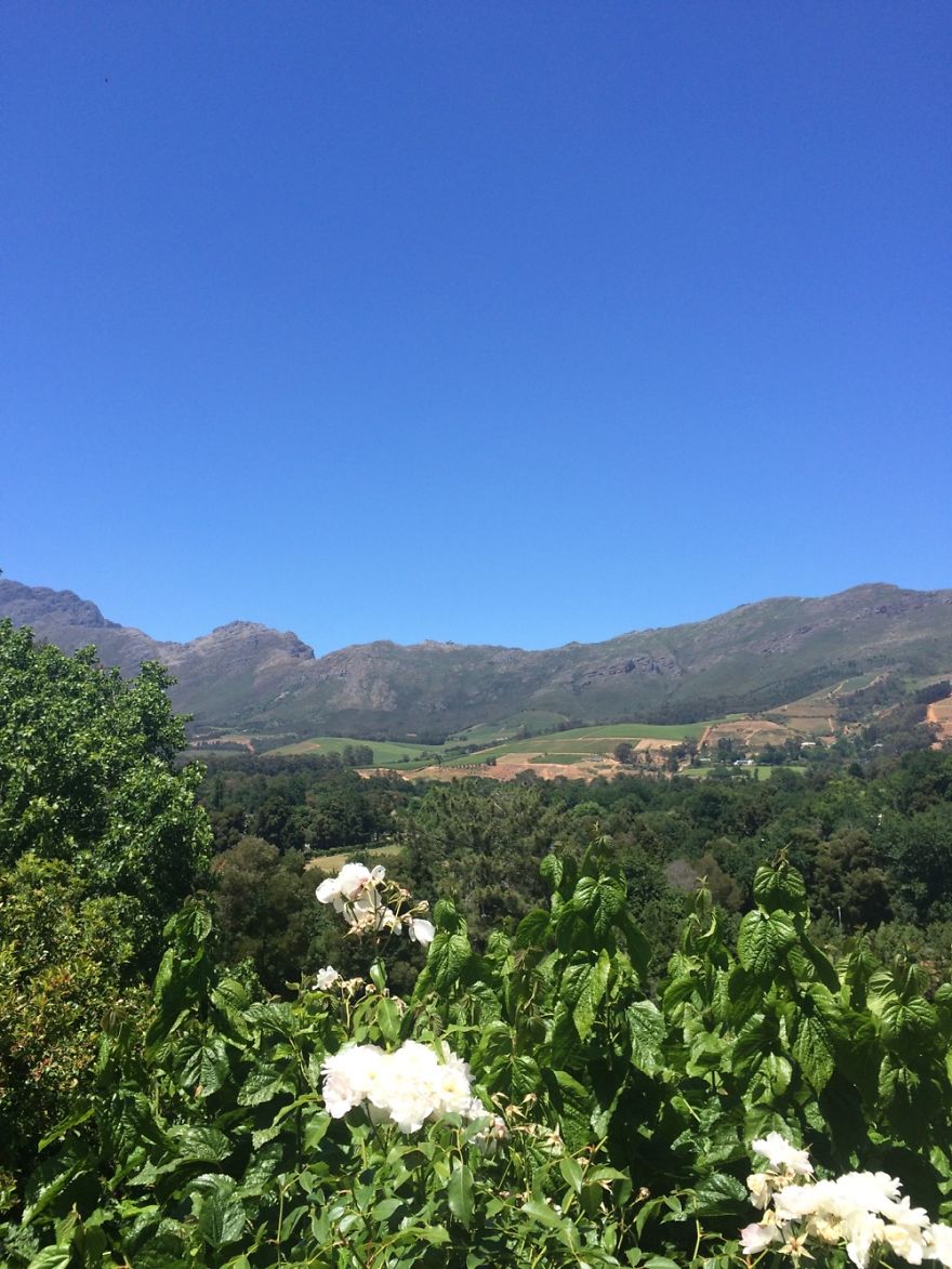 View Of Vineyards In Stellenbosch