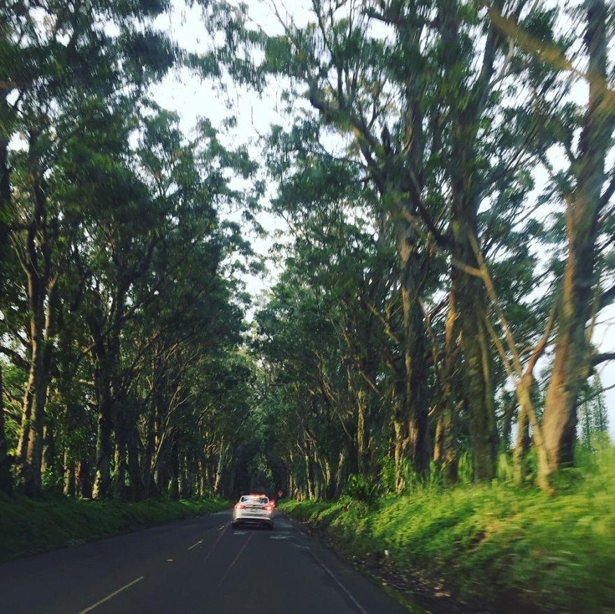 Tunnel Of Trees, Kauai, Hawaii