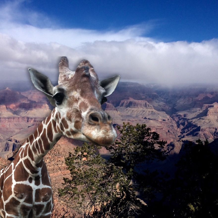 Hello From The Grand Canyon!
