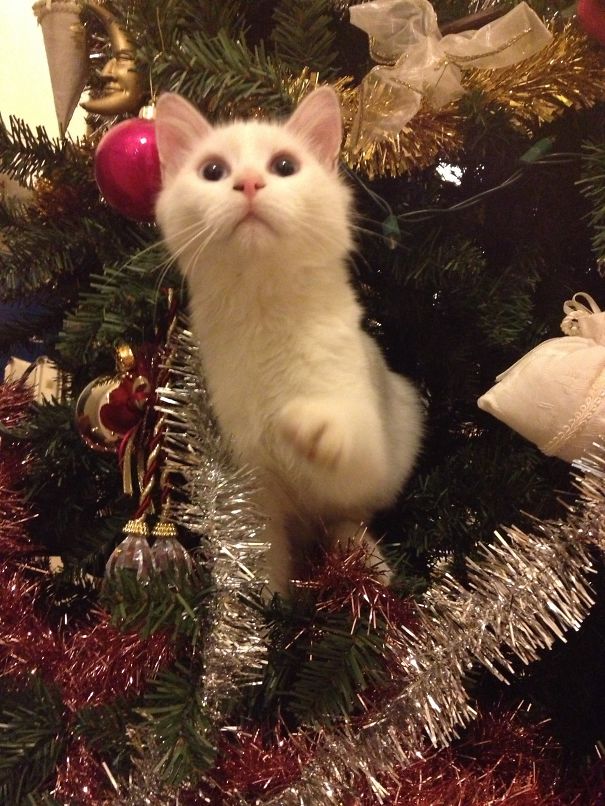 Did You Put These Baubles On Securely Human? .... Nope, There's Another Gone!!
