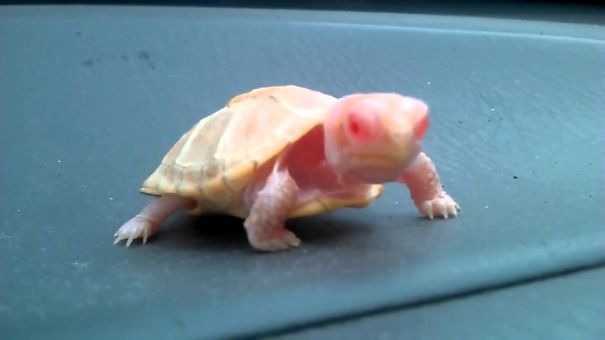 Baby Albino Turtle With Pretty Pink Eyes!