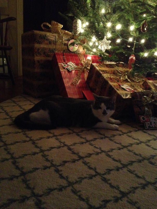 Kitties That Love Christmas