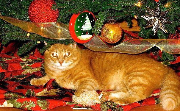 Honey Boy Doesn't Climb, He Just Lounges Under The Tree.