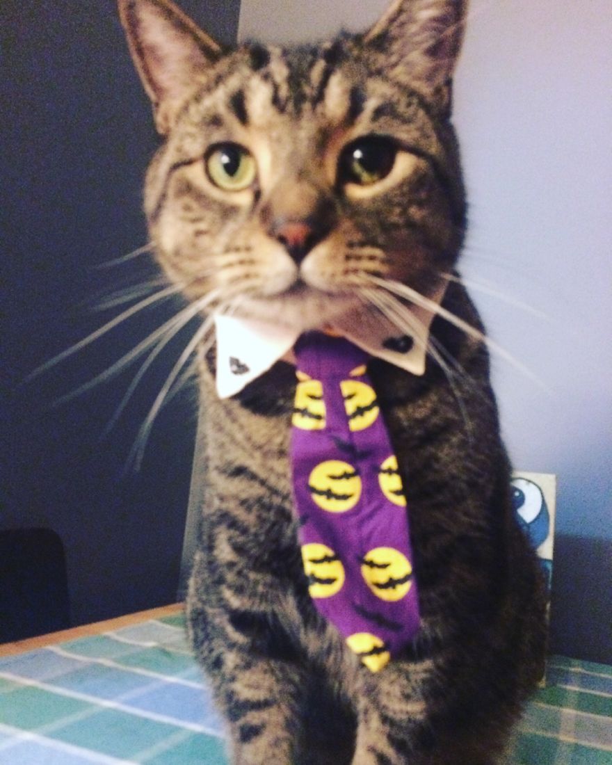 Does This Tie Make Me Look Smart?