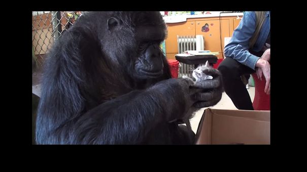 Koko The Gorilla Gets Two New Kittens Of Her Own
