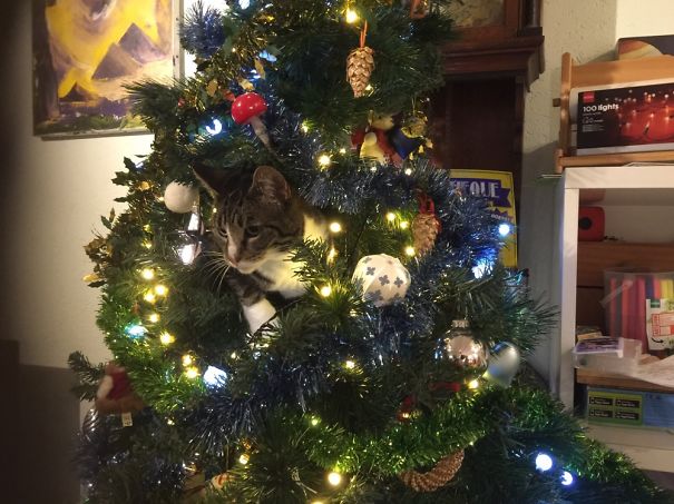 My Cat Keeps Trying To Become Part Of The Christmas Decorations