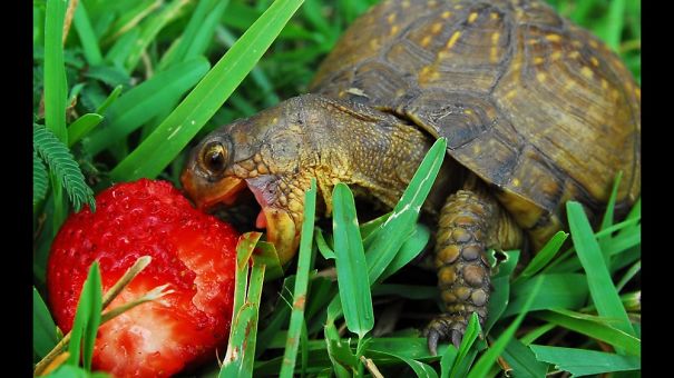 Cute Tortoise Eating A Strawberry