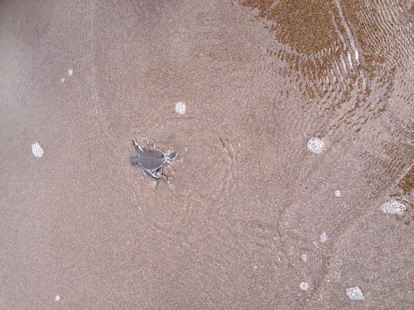Hatchlings Journey To The Sea :)